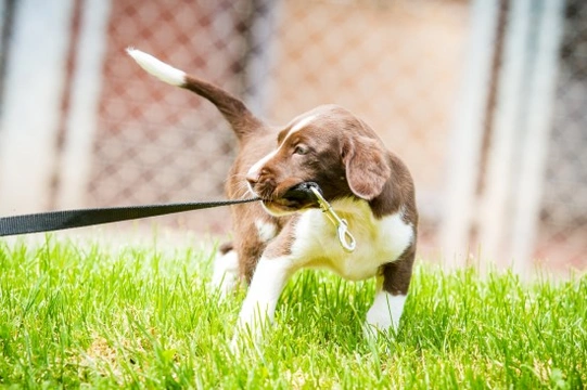 Training tips - Walking your puppy on the lead
