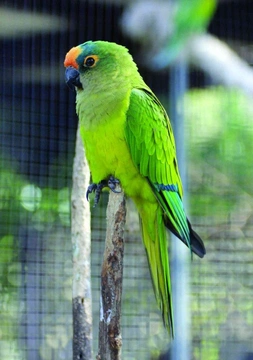 Chov papoušků v Austrálii IV