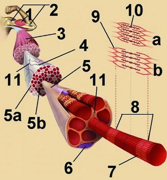 Jak funguje kůň - část 8.: Svaly