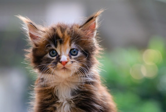 Can cats recognise their own names? Science says yes