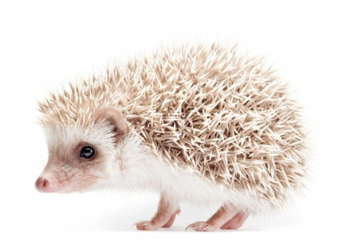 Hedgehog exotic hot sale animals