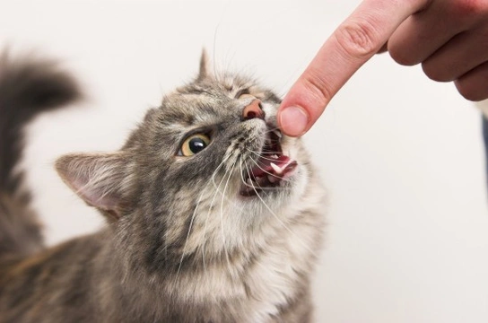 How to stop your cat from scratching or biting in play