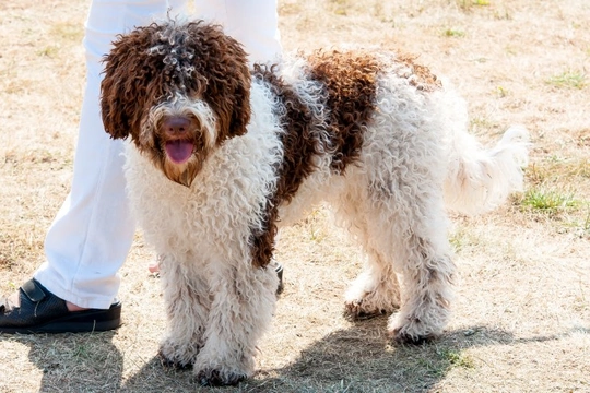 Improper coat in the Lagotto Romagnolo