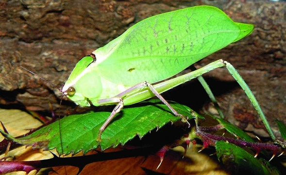 Listožravá kobylka Stilpnochlora couloniana a  její chov