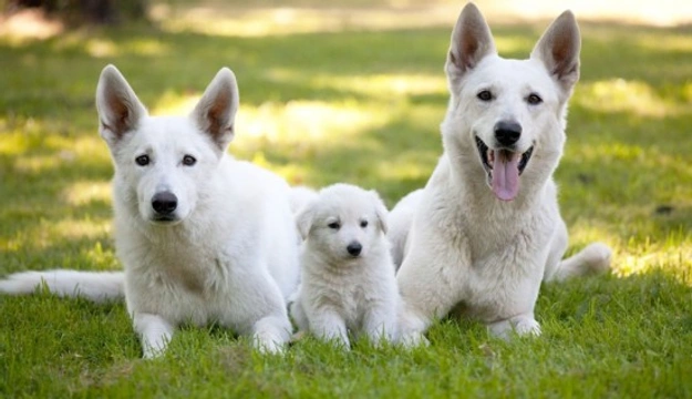 Your new puppy - Development from twelve weeks old to adulthood