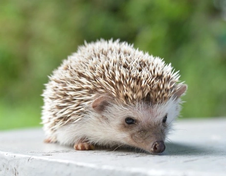 Caring for a pet hedgehog