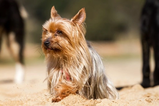 Yorkshire Terrier health and wellness