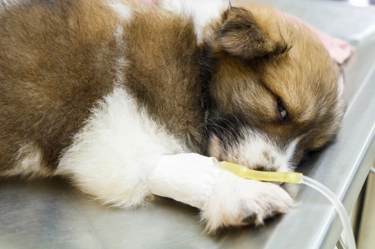 Canine Coronavirus (CCV) - Coronavirus in Dogs