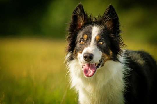 Can veterinary laser treatment help dogs with chronic joint conditions like arthritis?