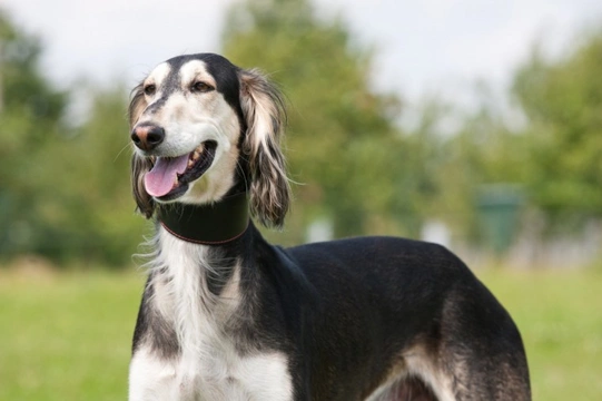 Skin conditions in the Saluki dog breed