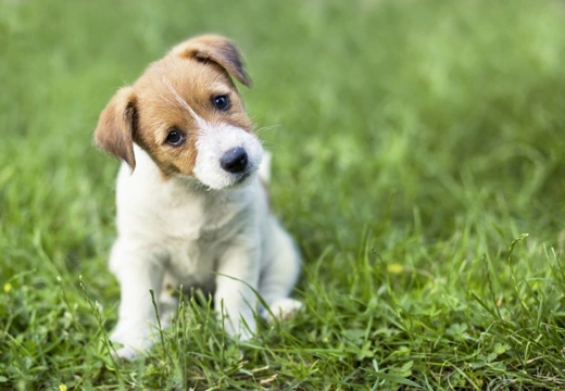 Ten things you need to know about the Jack Russell before you buy one