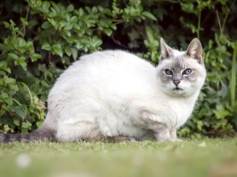 The top five most commonly overlooked health problems in cats