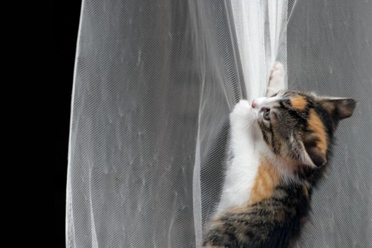 How to keep 2024 cats from scratching drapes