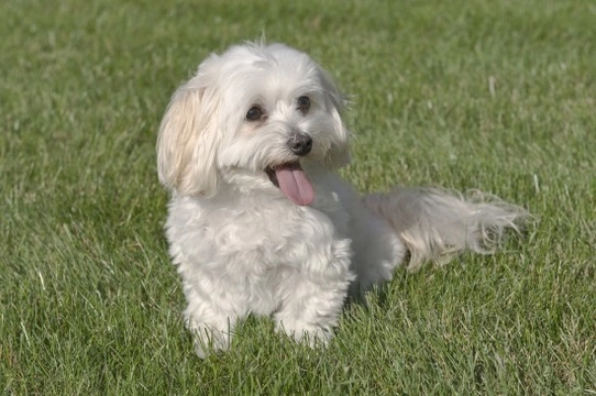 Small mixed hot sale breeds