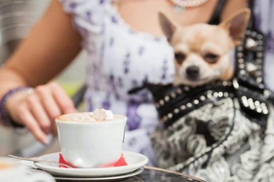 ‘Handbag’ dogs- Why you should never see your pet as a fashion accessory