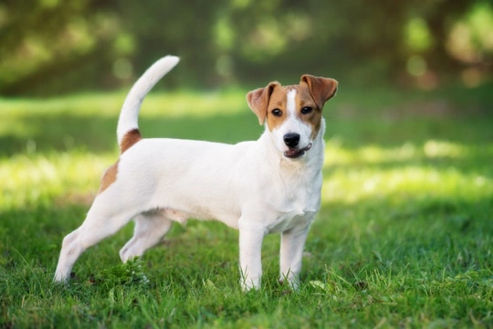 Jack russell best sale coat types