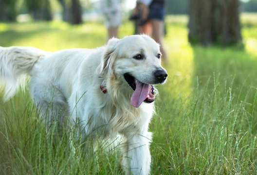 Seven rules to obey when socialising your dog off the lead