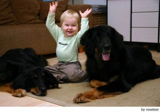 Adiestramiento canino - Enseñándolo a estar con bebés