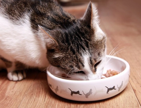 How to Feed a Kitten That's a Fussy Eater
