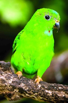 Netopýří papoušek - lorikul korunkatý