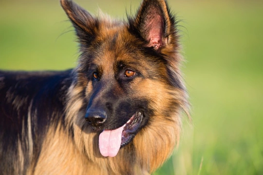 Female german best sale shepherd in heat