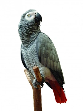 Papoušek žako rozdělen na dva druhy