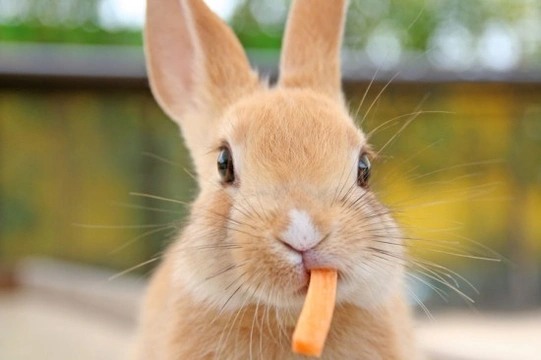 Looking after your rabbit's teeth