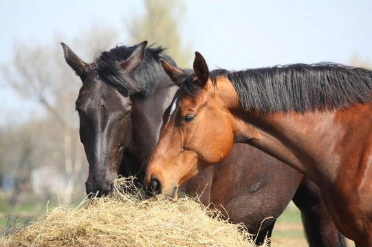 Herbs and Horses - The Benefits