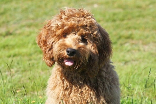 The cockapoo :  The UK’s most popular hybrid dog breed