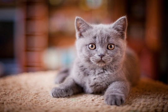 Six health issues to look out for in kittens