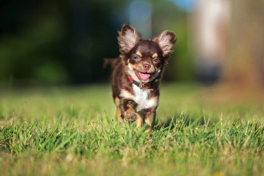 How popular is the Chihuahua dog breed?