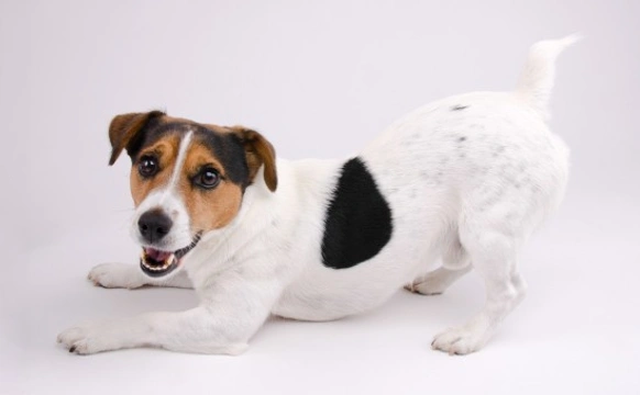 Ten training tips for the Jack Russell