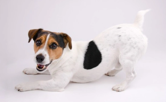 Jack store russell training