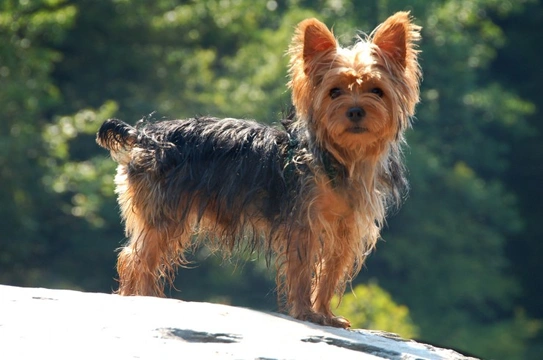 How much should clearance a yorkie puppy eat