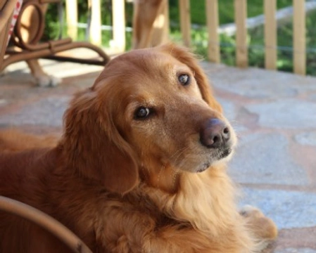 Golden Retriever: prezzo dei cuccioli e colore del mantello