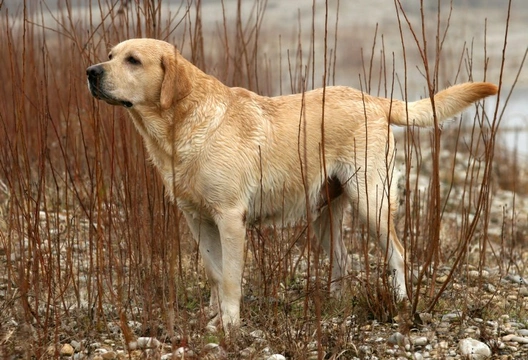All about gun dogs
