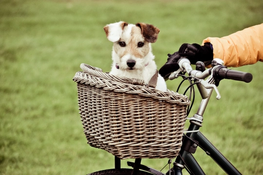 Přeprava psa na kole: je libo košík, batoh, nebo rovnou vozík?