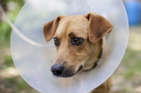 Buster cone clearance collar