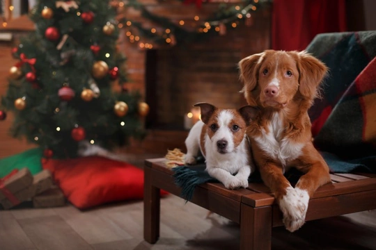 Ten great ways for pet lovers to help animals this Christmas