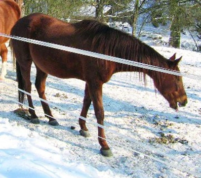 Malá veterinární poírueka pro milovníky koní - díl 15.