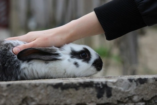 Sarna en el conejo: síntomas y tratamiento