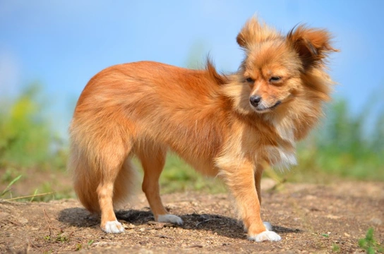 Crested chihuahua sales