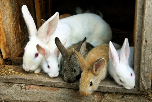 Breeding rabbits store