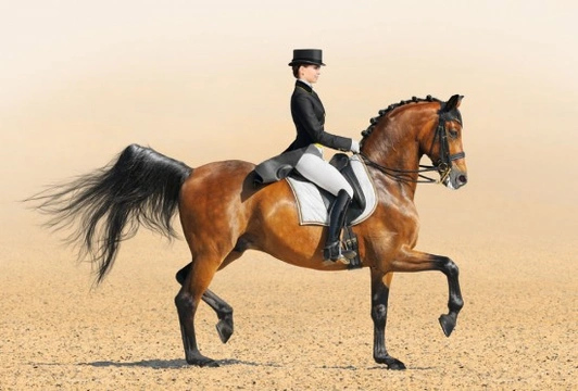 The message of the dressage