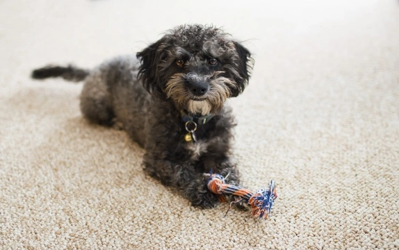 How to stop dog 2025 from pulling up carpet