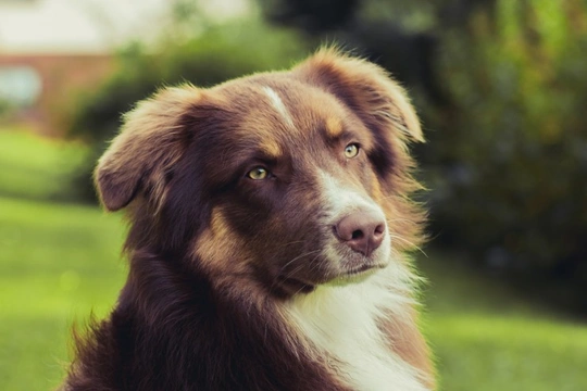Simple Homemade Remedies for Dogs