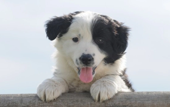 Health conditions common to the Border Collie