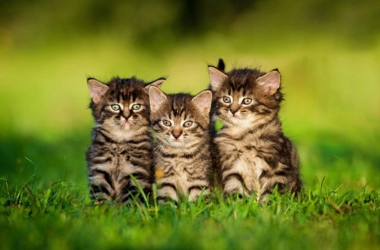 6 Health Issues to Watch For in Young Kittens