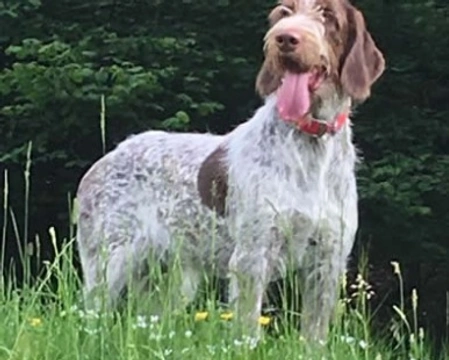 Lo Spinone Italiano, storia, morfologia e carattere