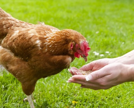 4 Vitamin Deficiencies Seen in Chickens